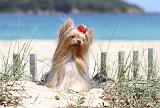 YORKSHIRE TERRIER 090